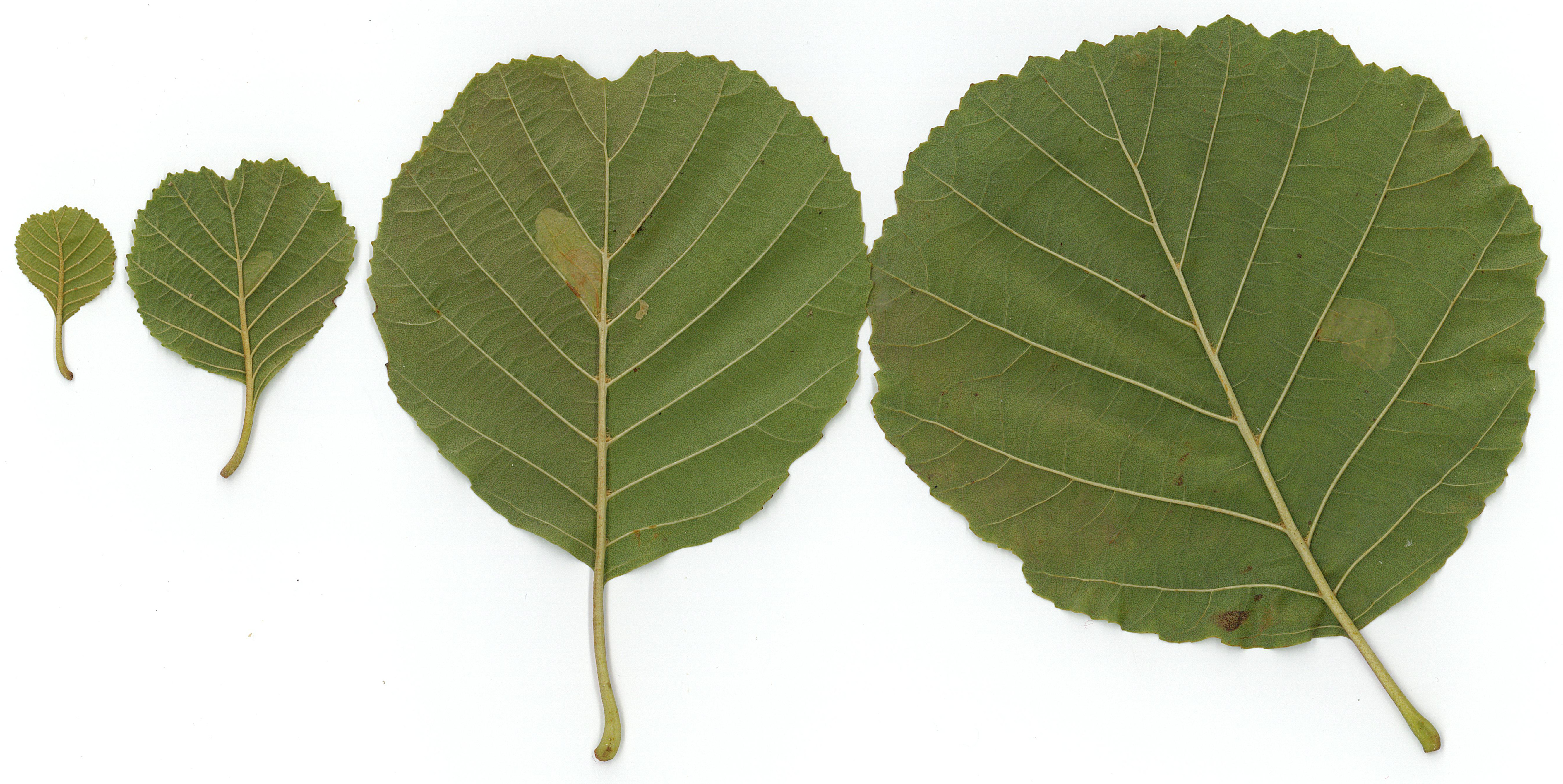 alnus-reverse