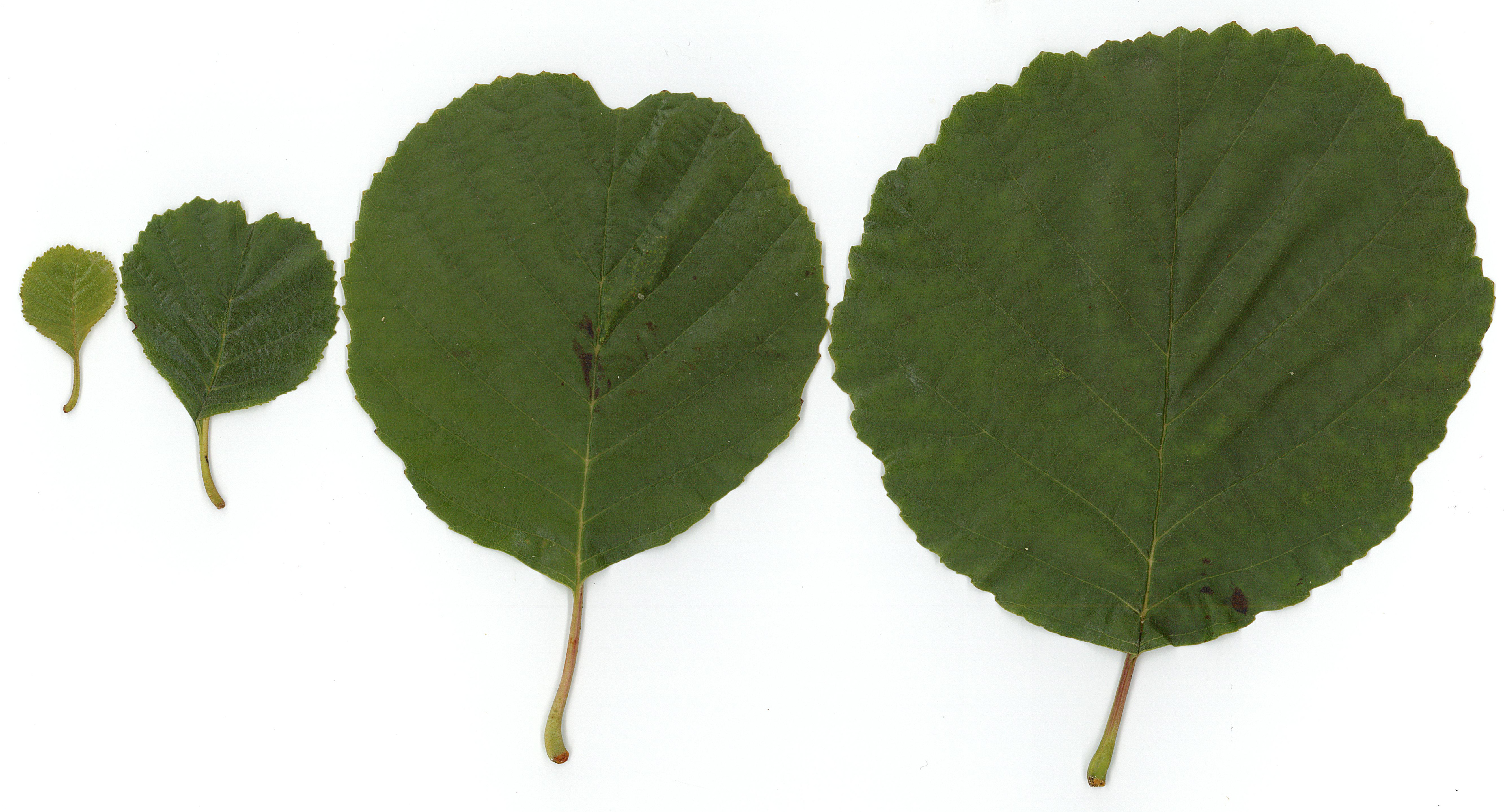 alnus