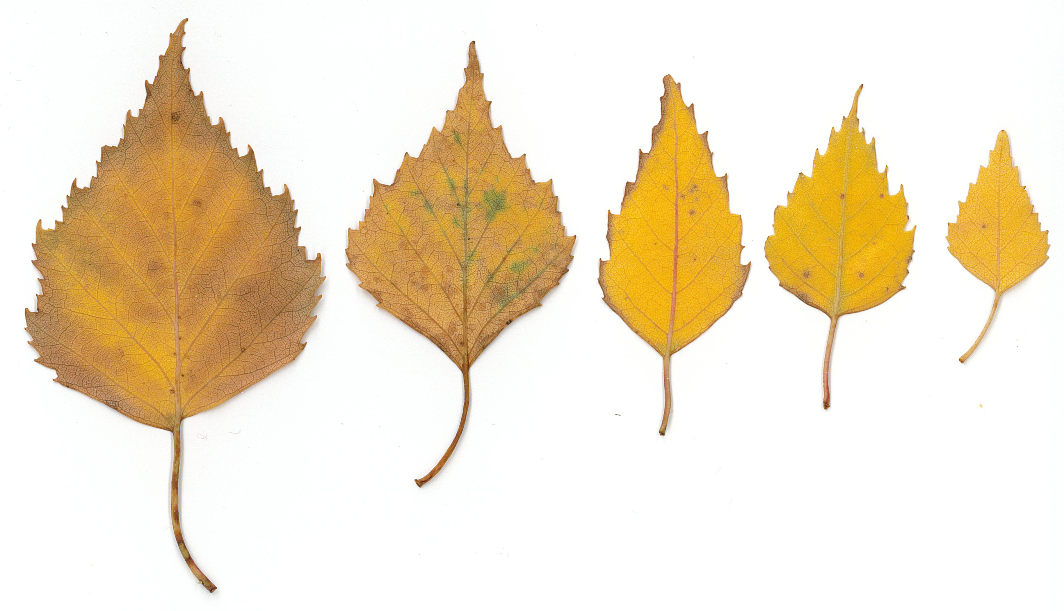 betula-reverse