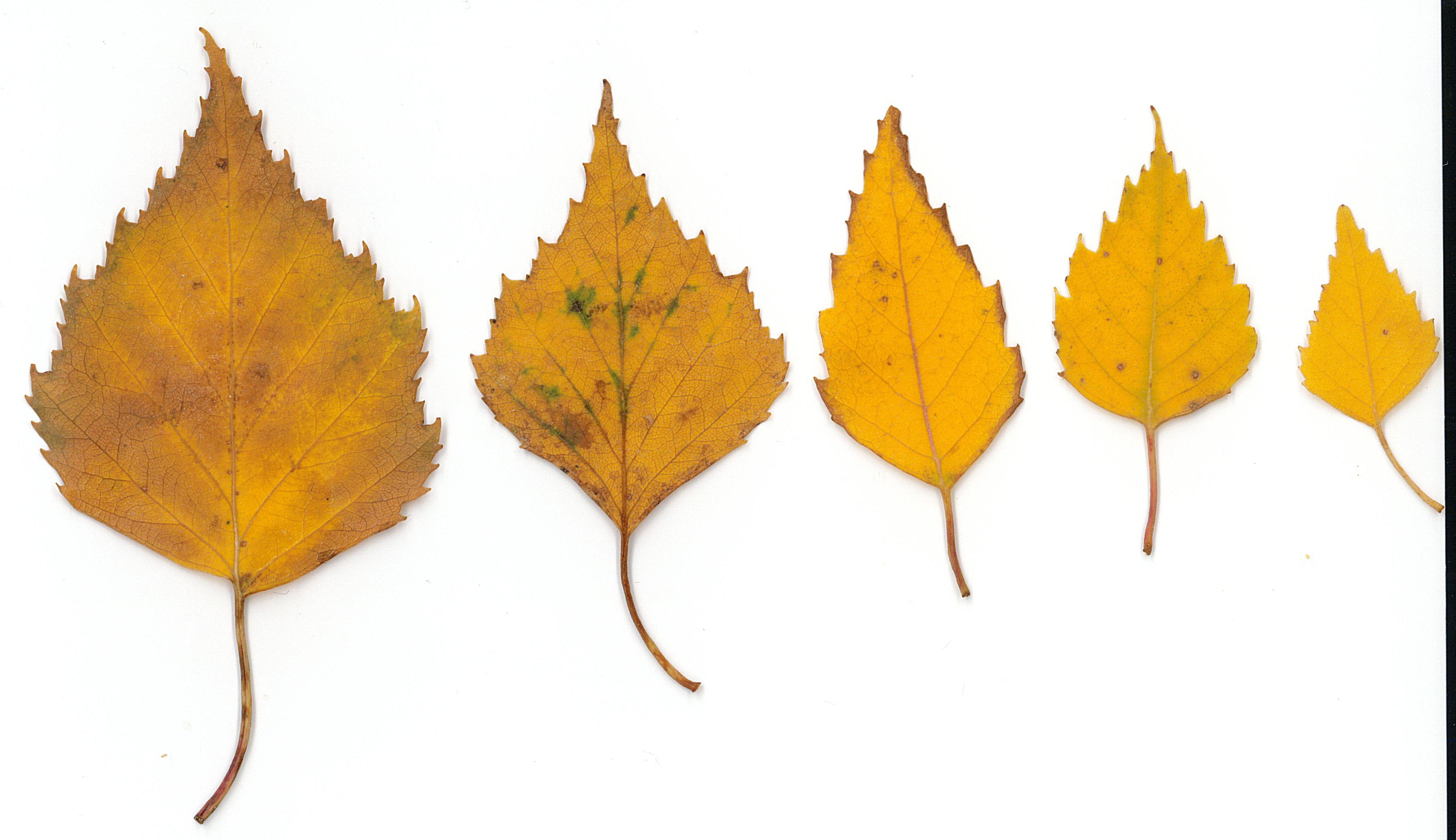 betula